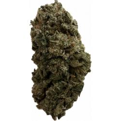 Strawberry Payton Indoor
